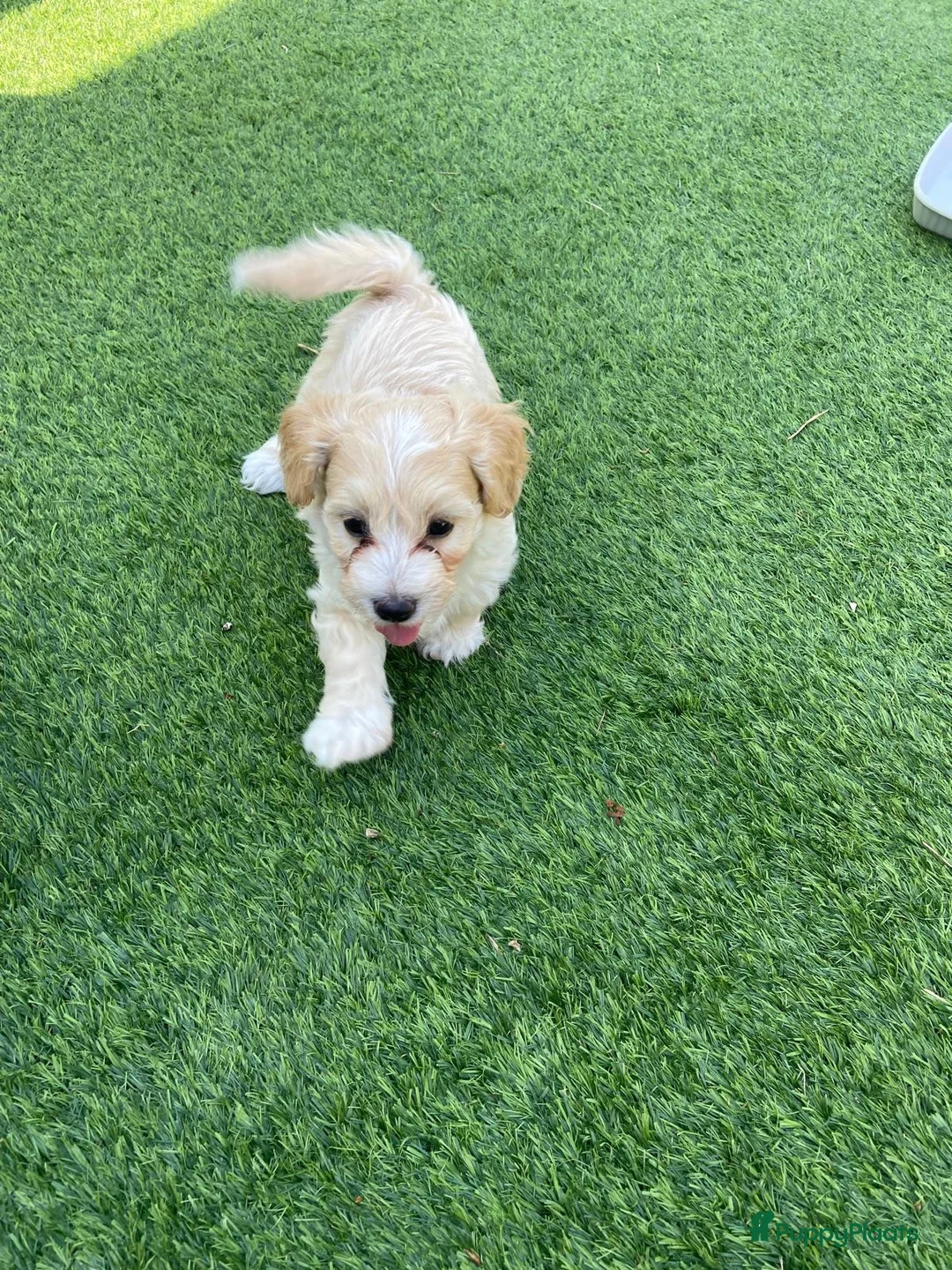 Maltipoo honden te koop: Maltipoo pups - Advertentie 9