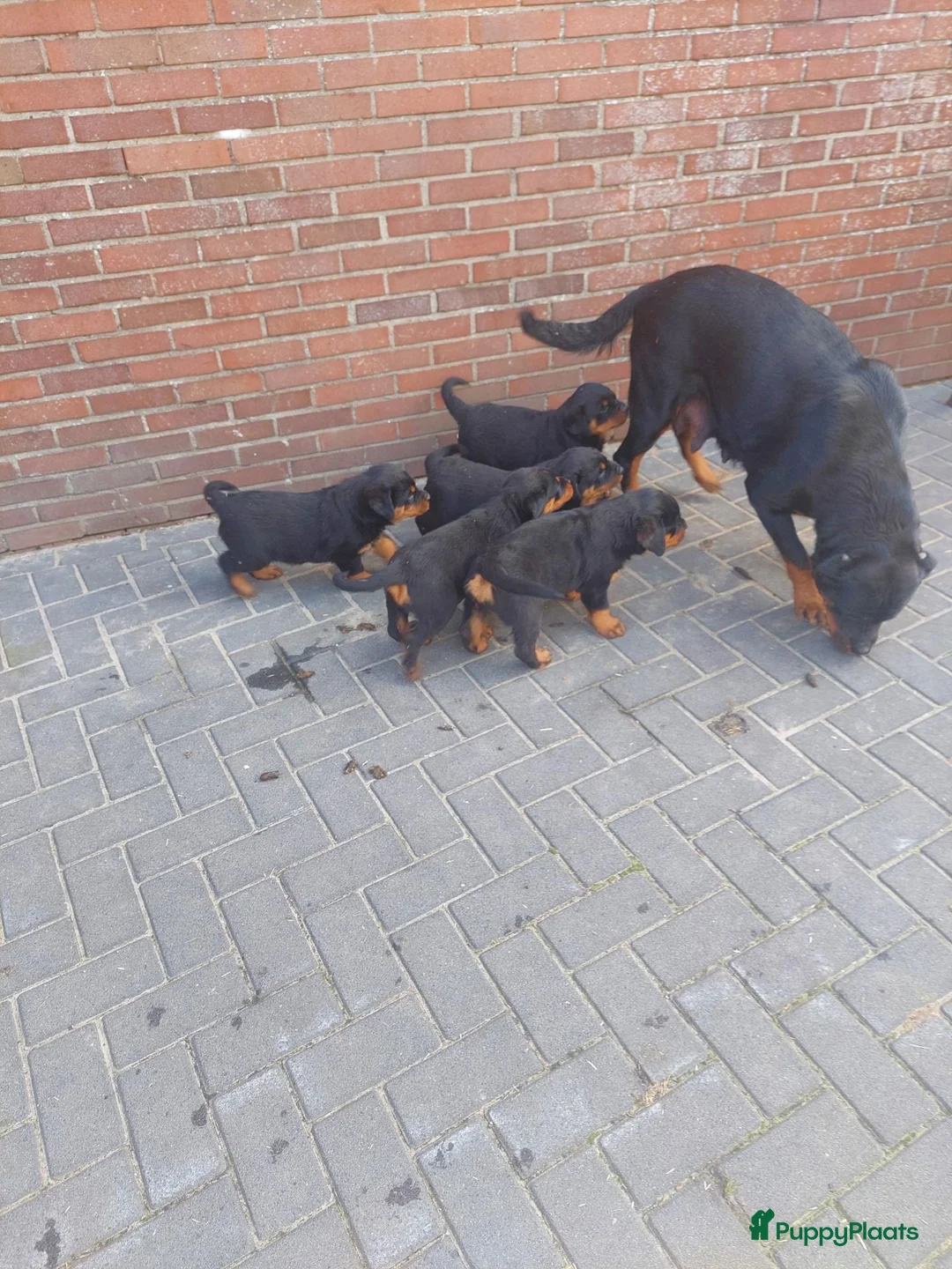 Rottweiler honden te koop: Rottweiler pups - Advertentie 2