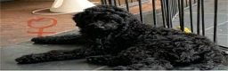 Kruising honden te koop: Goldendoodle - Advertentie 2