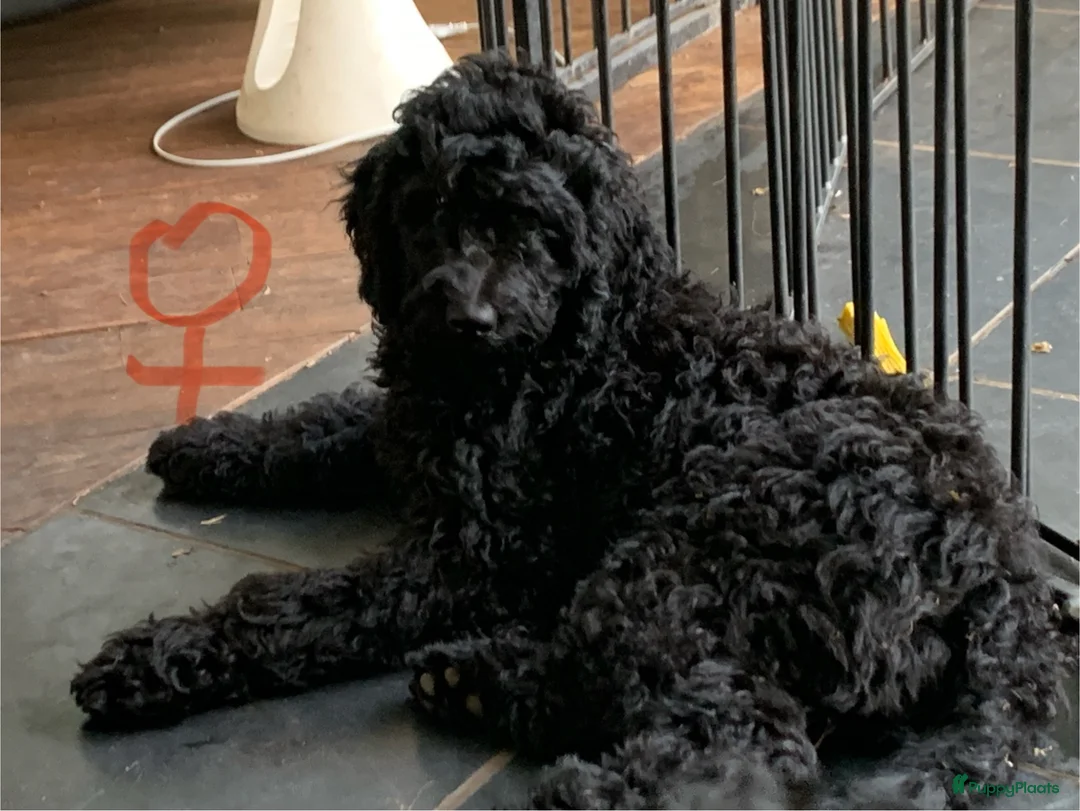 Kruising honden te koop: Goldendoodle - Advertentie 2