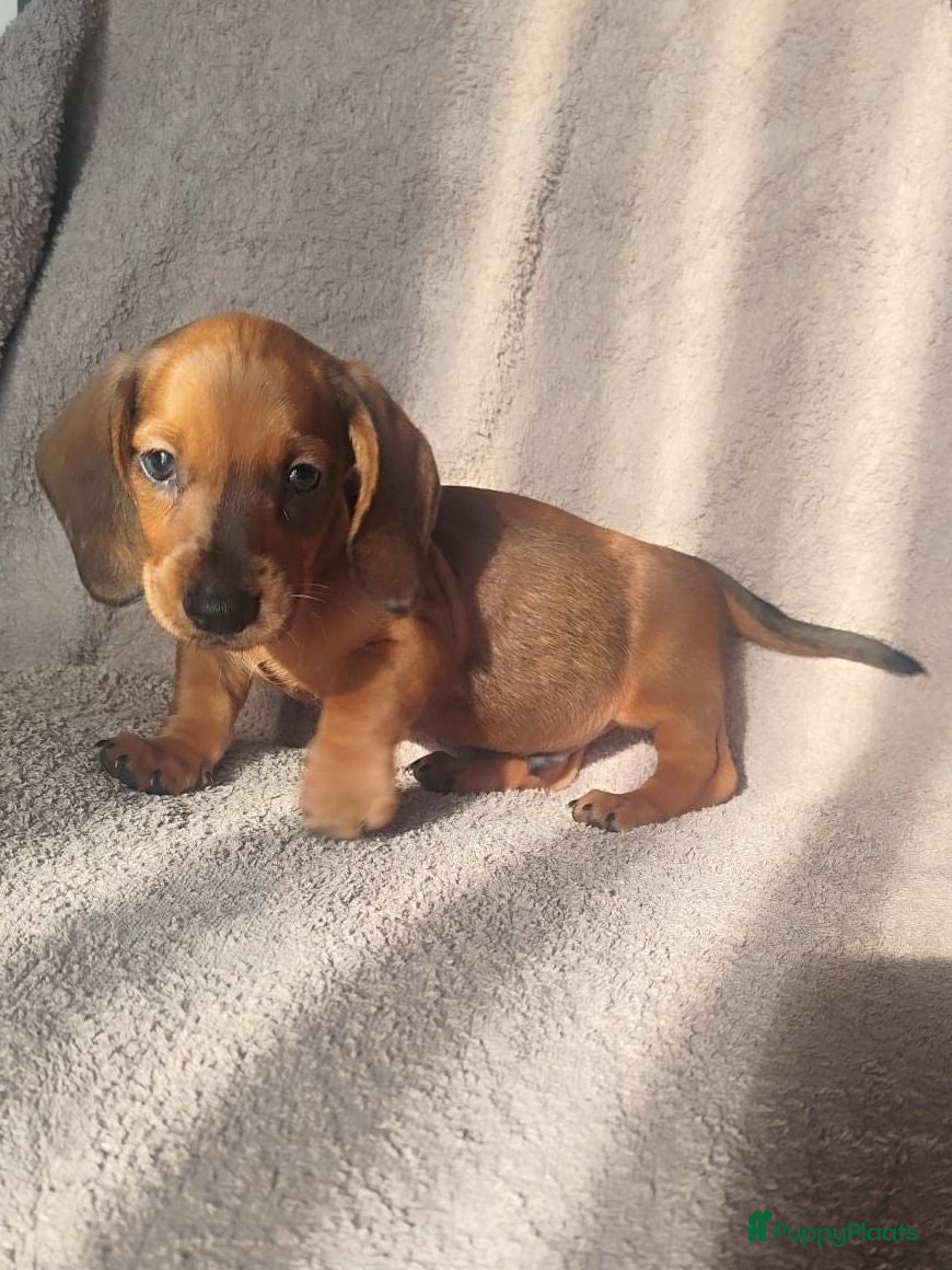 Teckel (korthaar)  honden Knappe dwergteckel pups - Advertentie 2