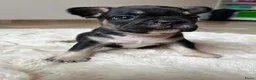 Franse Bulldog honden te koop: Franse Bulldog pups goed opgevoed België  - Advertentie 7