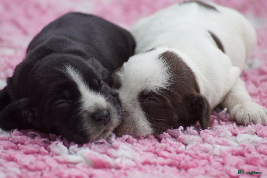 Engelse Cocker Spaniel honden te koop: Engelse Cocker Spaniel Pups met Stamboom  - Afbeelding 6