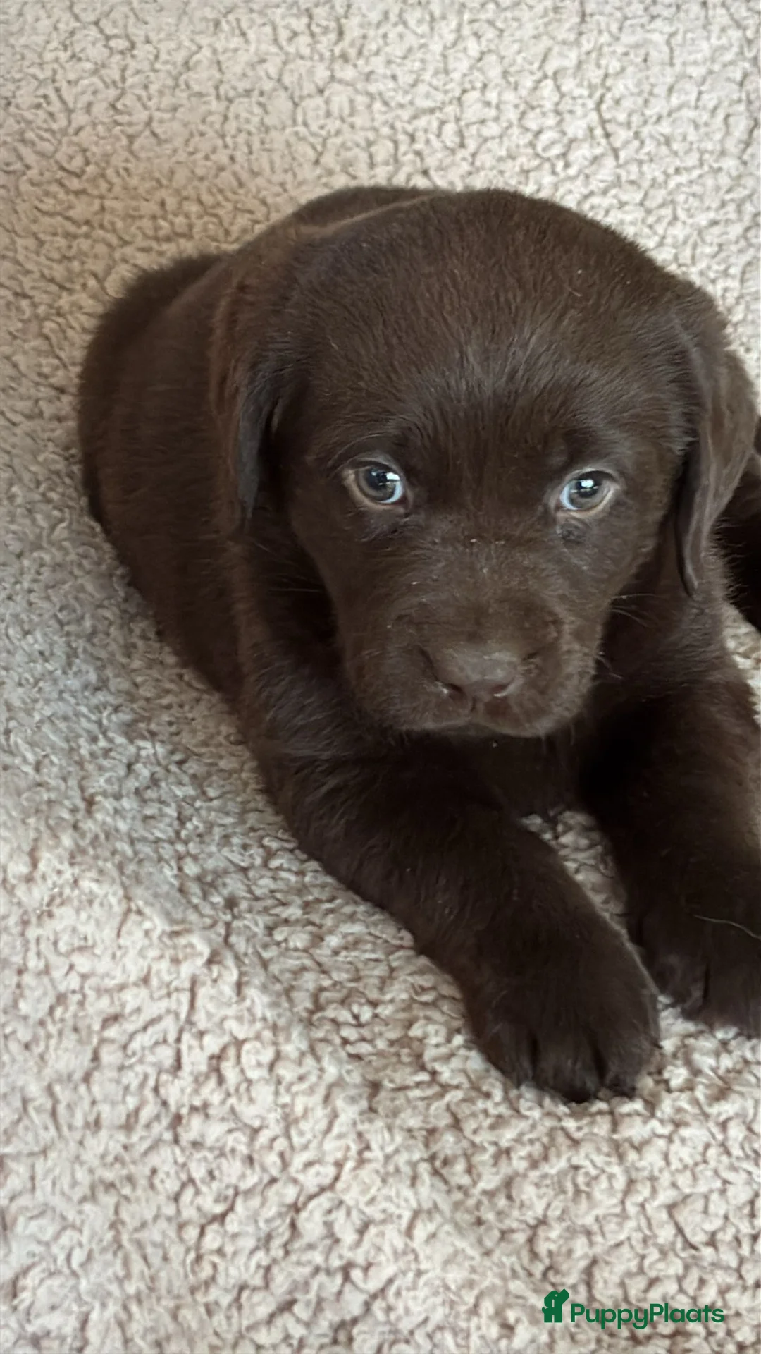 Labrador Retriever honden te koop: labrador pup bruin (reutje) Pup Blond(teefje) - Advertentie 13