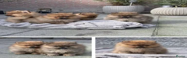 Pomeriaan Puppy 4