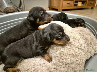 Jack Russel Terriër honden JACK RUSSEL PUPS - Advertentie 1