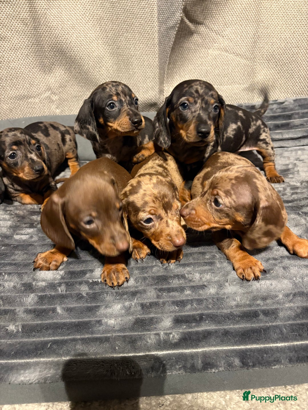Teckel (korthaar)  honden te koop: Teckel pups opzoek naar gouden mandje. - Advertentie 4