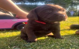 Labrador Retriever honden te koop: Heel lieve labrador  - Afbeelding 3
