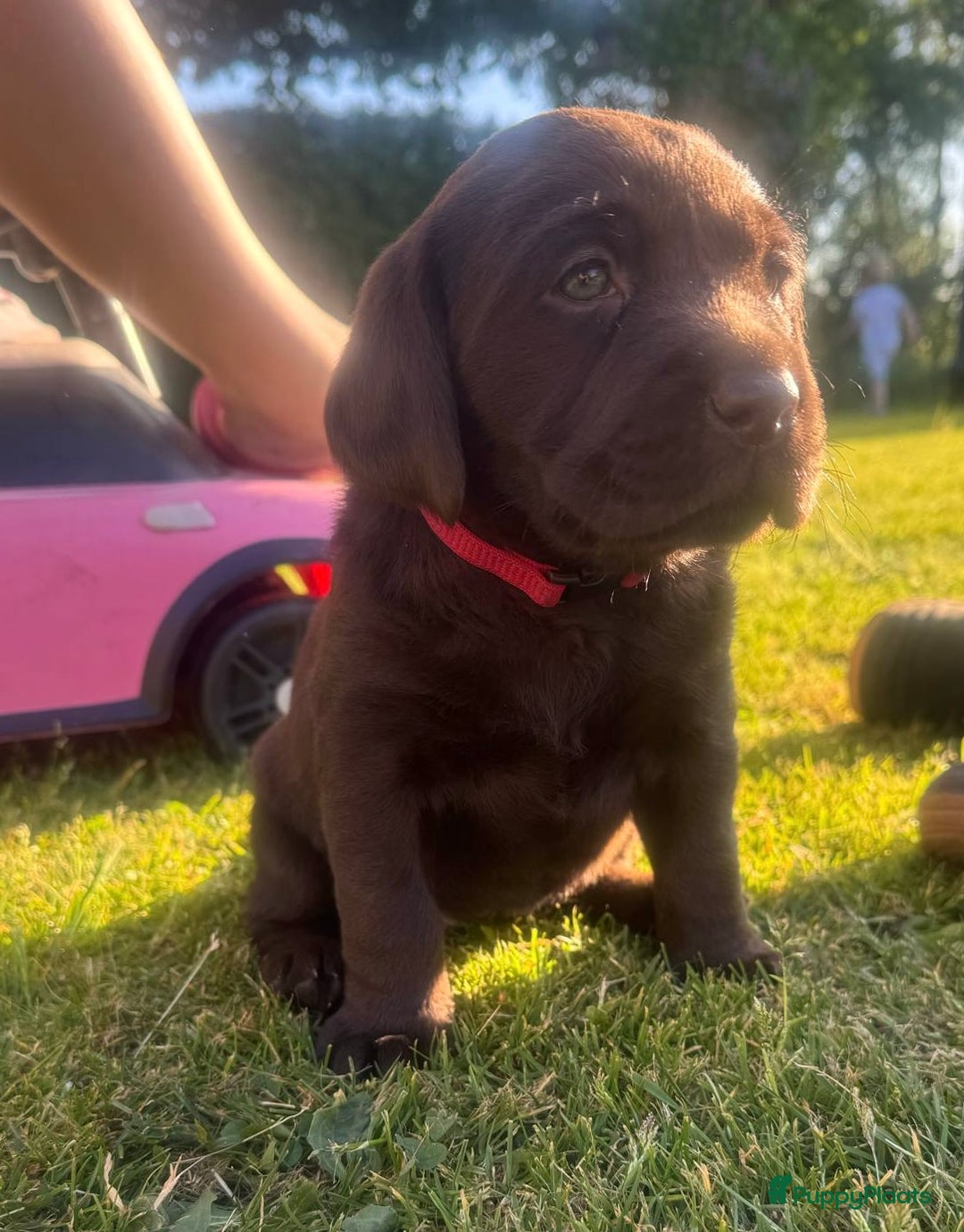 Labrador Retriever honden te koop: Heel lieve labrador  - Afbeelding 3