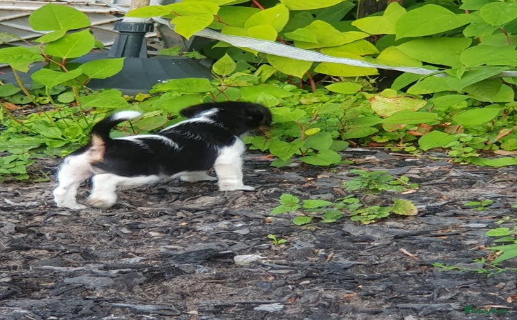 Jack Russel Terriër honden - Advertentie 2