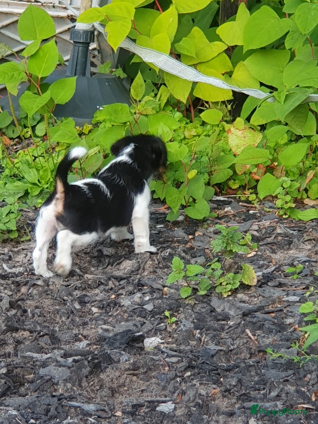 Jack Russel Terriër honden te koop: Lieve ruwharige JACK RUSSELTJES Laagbenig, dď - Afbeelding 1