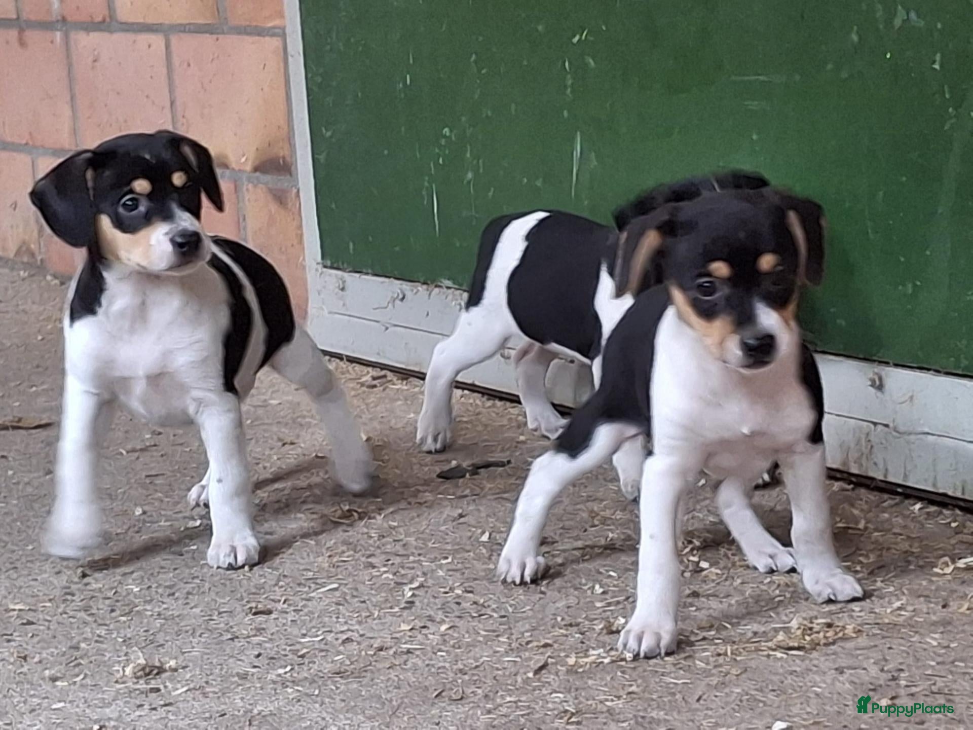 Fox Terriër Gladhaar honden boerenfox pups - Advertentie 1