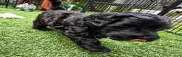 Kruising honden te koop: Prachtige pups - Advertentie 17