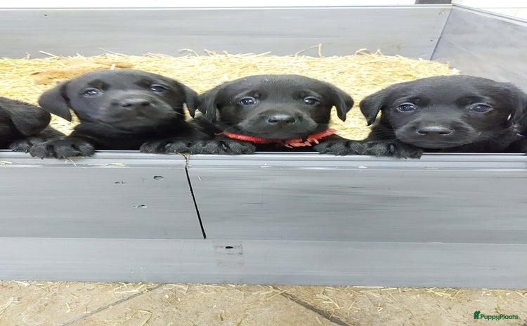 Labrador Retriever honden Prachtig nest Labradors pups - Advertentie 3