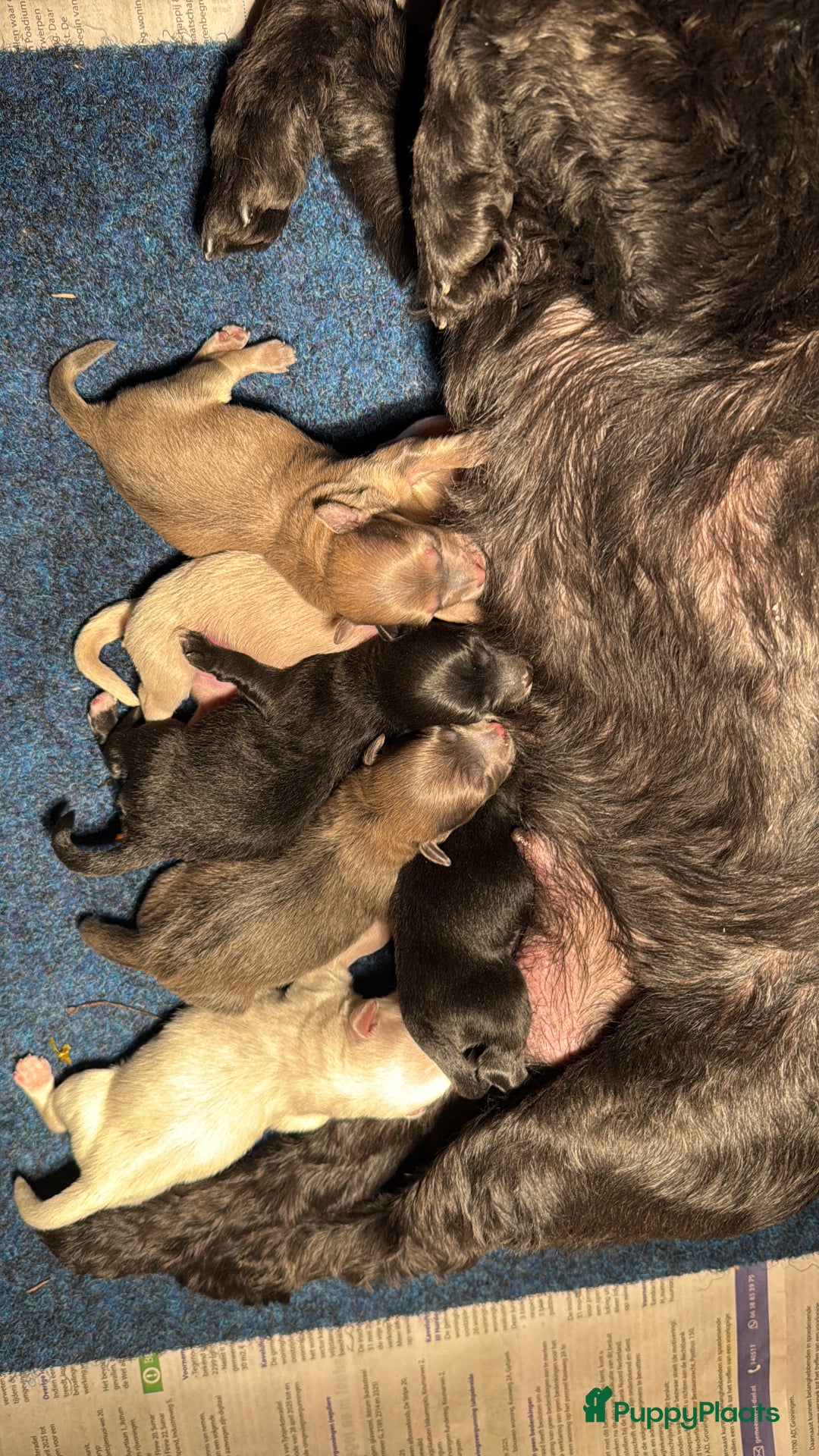 Havanezer honden te koop: Prachtige Havanezer pups, met FCI stamboom - Advertentie 7