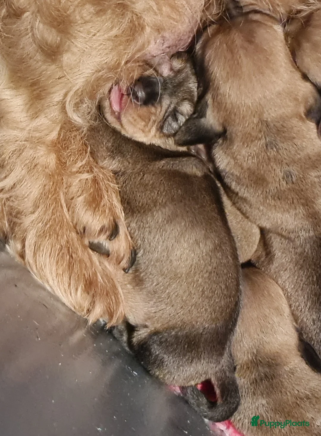 Ruwhaar Teckel honden te koop: Standaard ruwhaar teckel pups - Advertentie 5