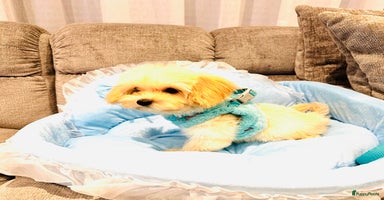 Maltipoo honden - Advertentie 8