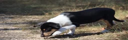 Schotse Herdershond korthaar honden te koop: Nog 1 knappe reu schotse collie korthaar reuen. - Advertentie 4