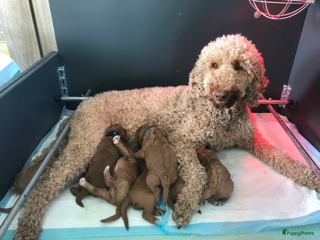 Kruising honden te koop: Medium labradoodle woonkamer nestje - Advertentie 6