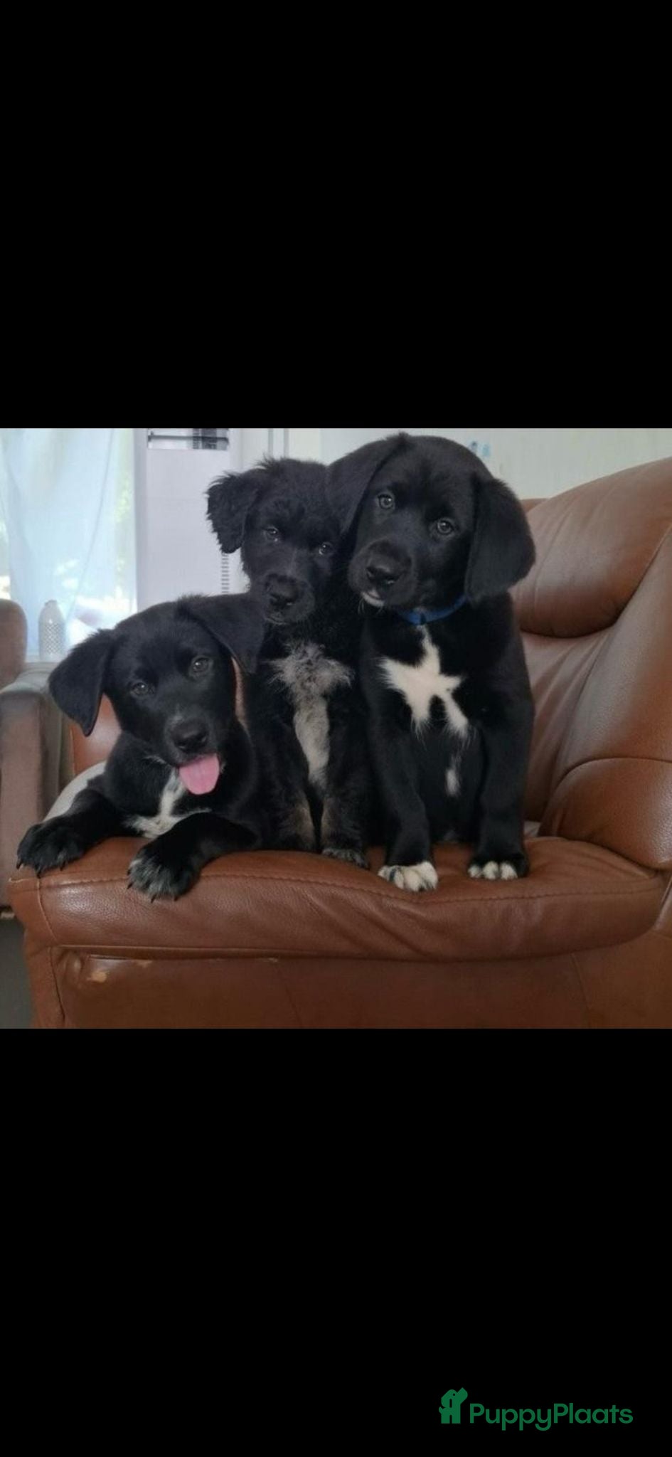 Kruising honden Bijzondere kruising / Bernsky + Friese Langhaar  - Advertentie 1