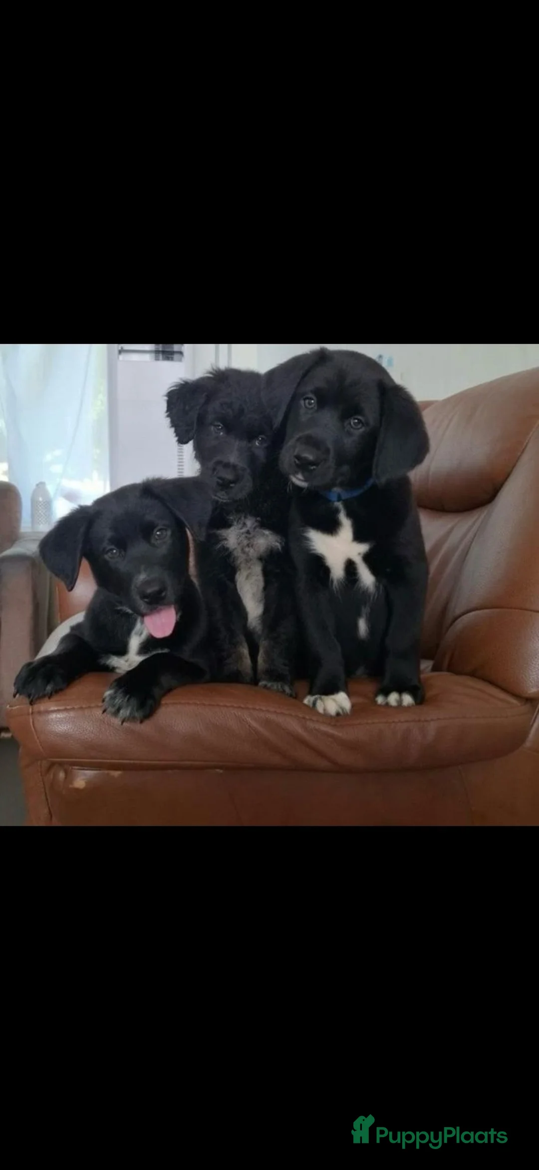 Kruising honden te koop: Bijzondere kruising / Bernsky + Friese Langhaar  - Advertentie 2