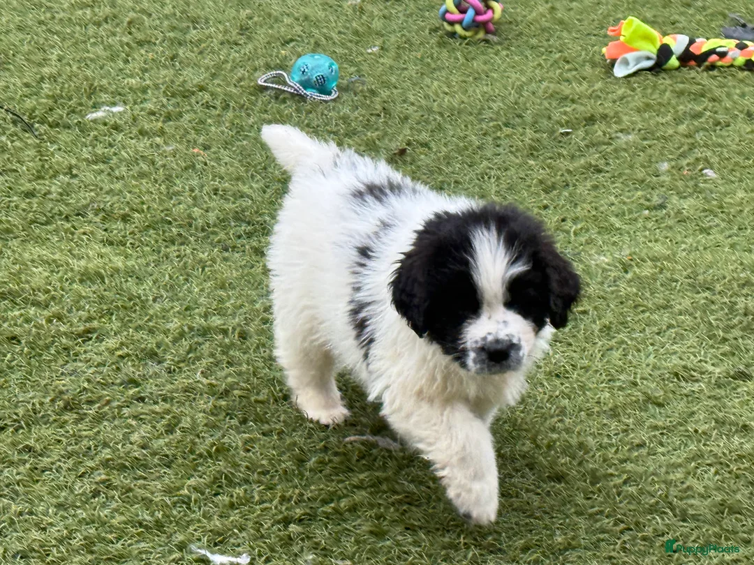 Newfoundlander honden te koop: Newfoundlander pups  - Advertentie 23