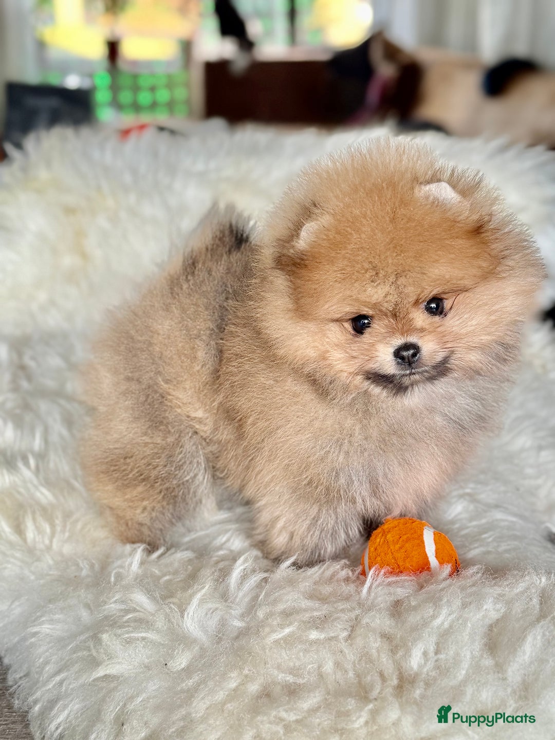 Pomeriaan honden te koop: Mini Pomeriaan pup. BearFace  - Advertentie 1