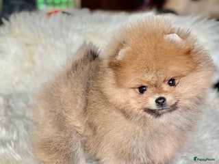 Pomeriaan honden Mini Pomeriaan pup. BearFace - Advertentie 16