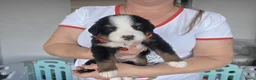 Berner Sennenhond honden te koop: Prachtig nest Berner Sennenhond pups beschikbaar - Advertentie 8