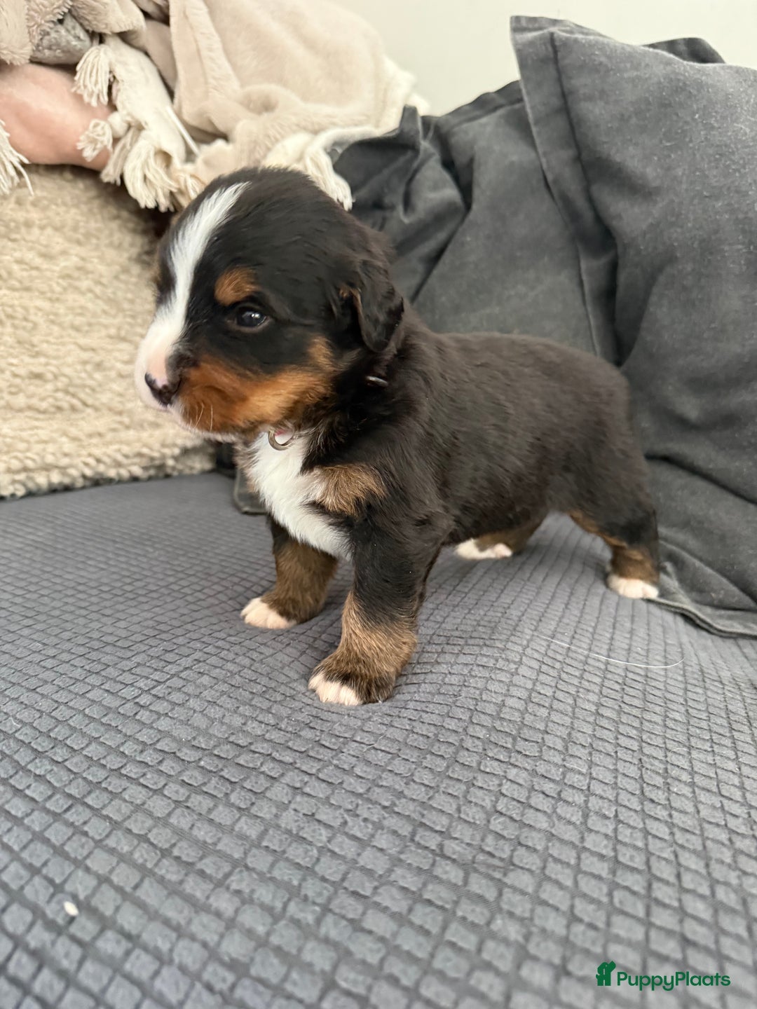 Berner Sennenhond honden te koop: Berner Sennen puppy's zoeken een liefdevol huis - Advertentie 6