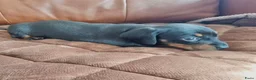 Dwergpinscher honden te koop: Schattige Dwergpinscher - Advertentie 5