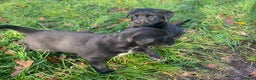 Kruising honden te koop: Kruising boxer retriever pup teefje - Advertentie 5