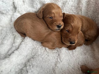 Labradoodle honden ✨ Liefdevol opgegroeide pups enkele te reserveren - Advertentie 1