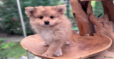 Keeshond honden - Advertentie 2