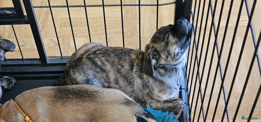Kruising honden te koop: Kruising AHT American Hairless Terriër X Bulletje  in Hazerswoude-Rijndijk - Afbeelding 18