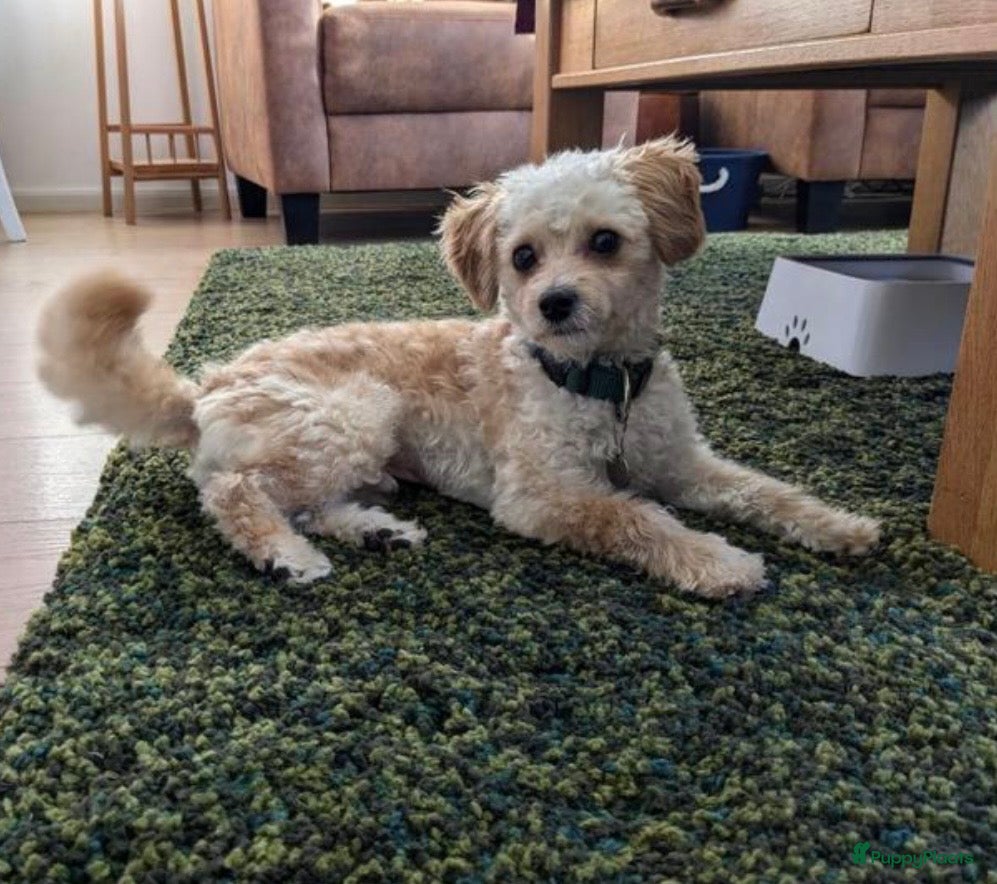 Maltipoo honden Maltezer pups  - Advertentie 2