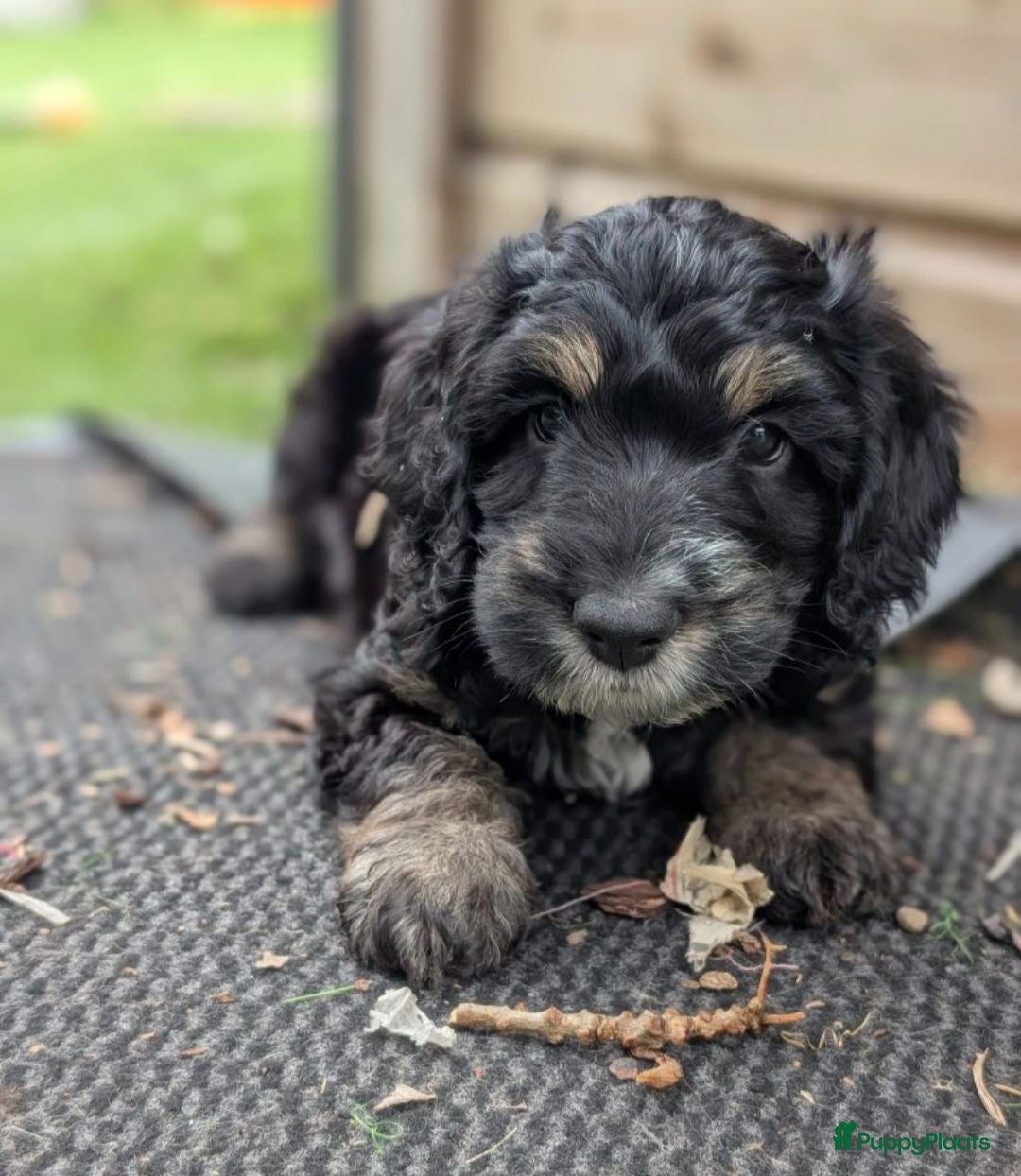 Cockapoo honden Cockapoo pup  - Advertentie 1