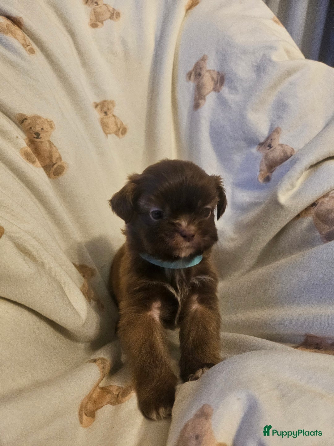 Shih Tzu honden te koop: Laatste Mooie shih tzu reutje - Advertentie 5