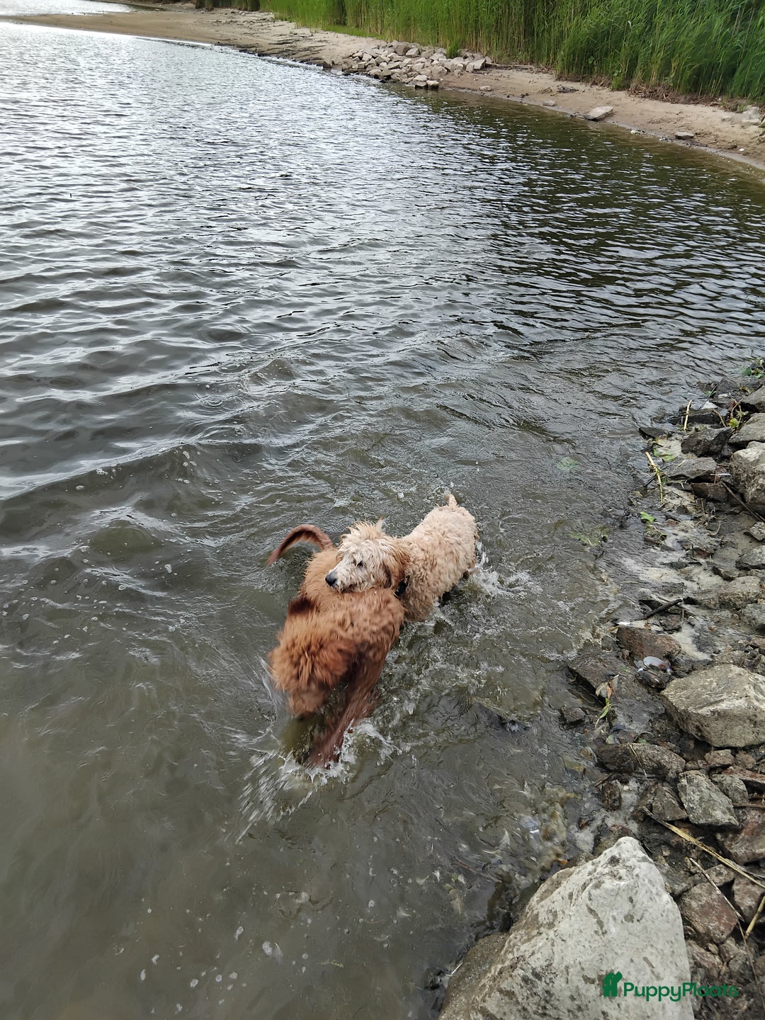 Labradoodle honden te koop: Buddy (Labradoodle 5b) - Advertentie 6