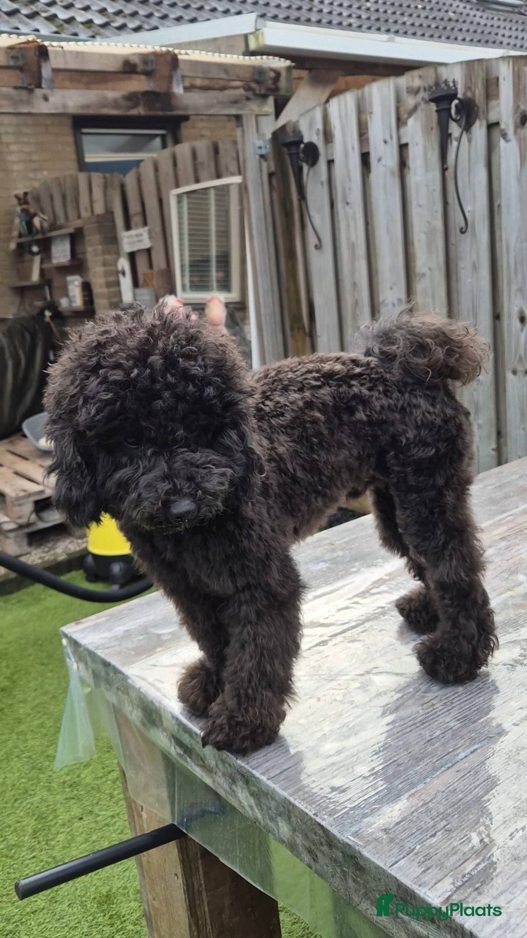 Poedel Toy honden ter dekking: Toypoedel, superlieve, fluffy dekreu 💙 - Advertentie 7