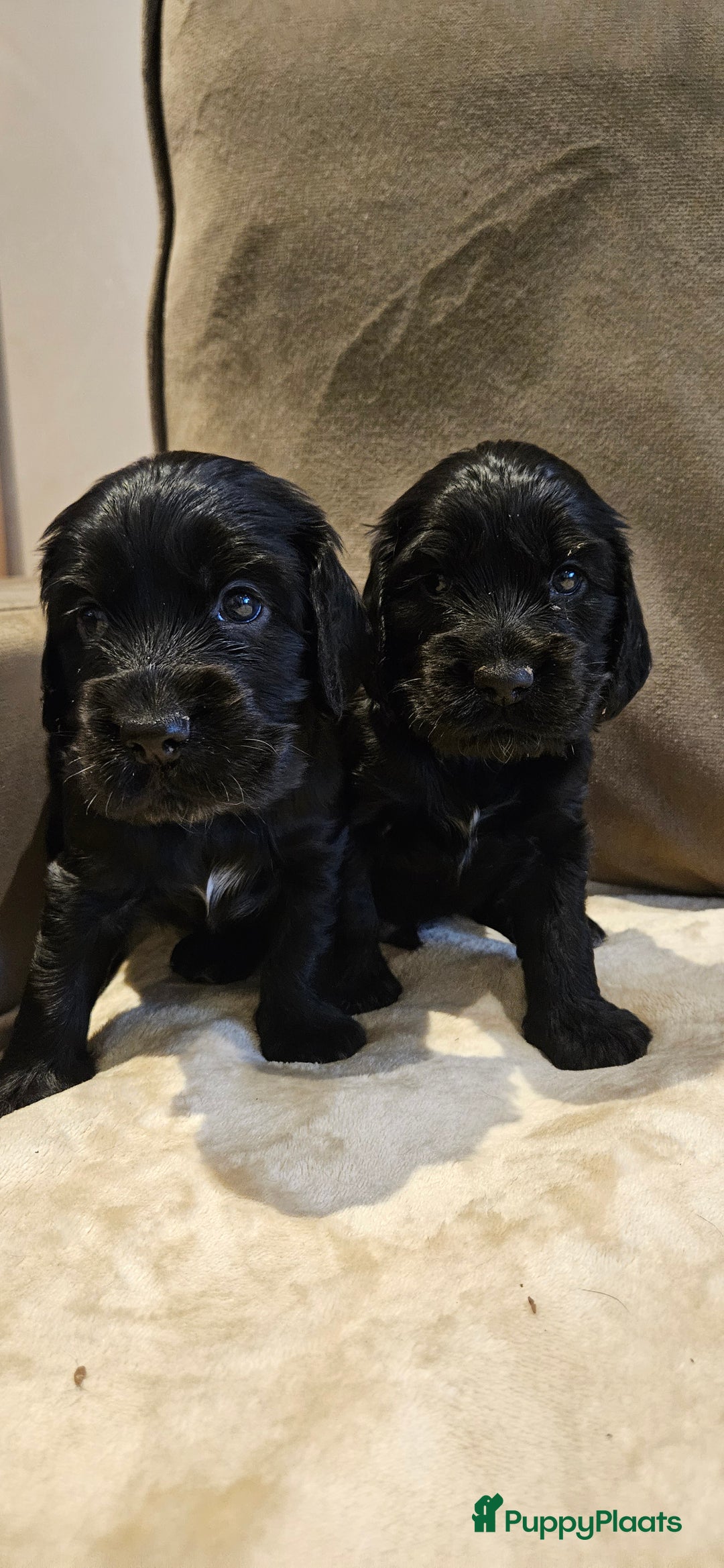 Engelse Cocker Spaniel honden te koop: Engelse cocker spaniël pups te koop - Advertentie 2