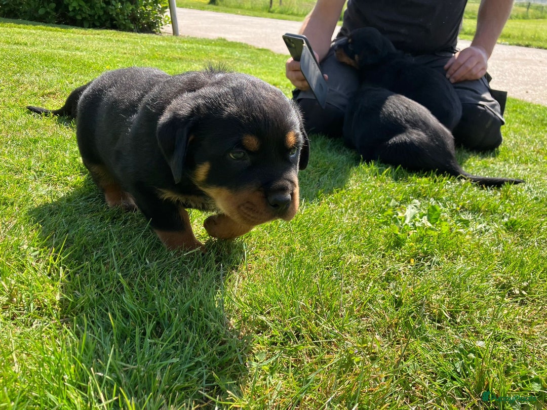 Rottweiler honden te koop: Rottweiler puppy met stamboom in IJsselmuiden - Afbeelding 4