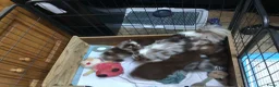 Pomchi honden te koop: Pomchi pups te koop - Advertentie 14