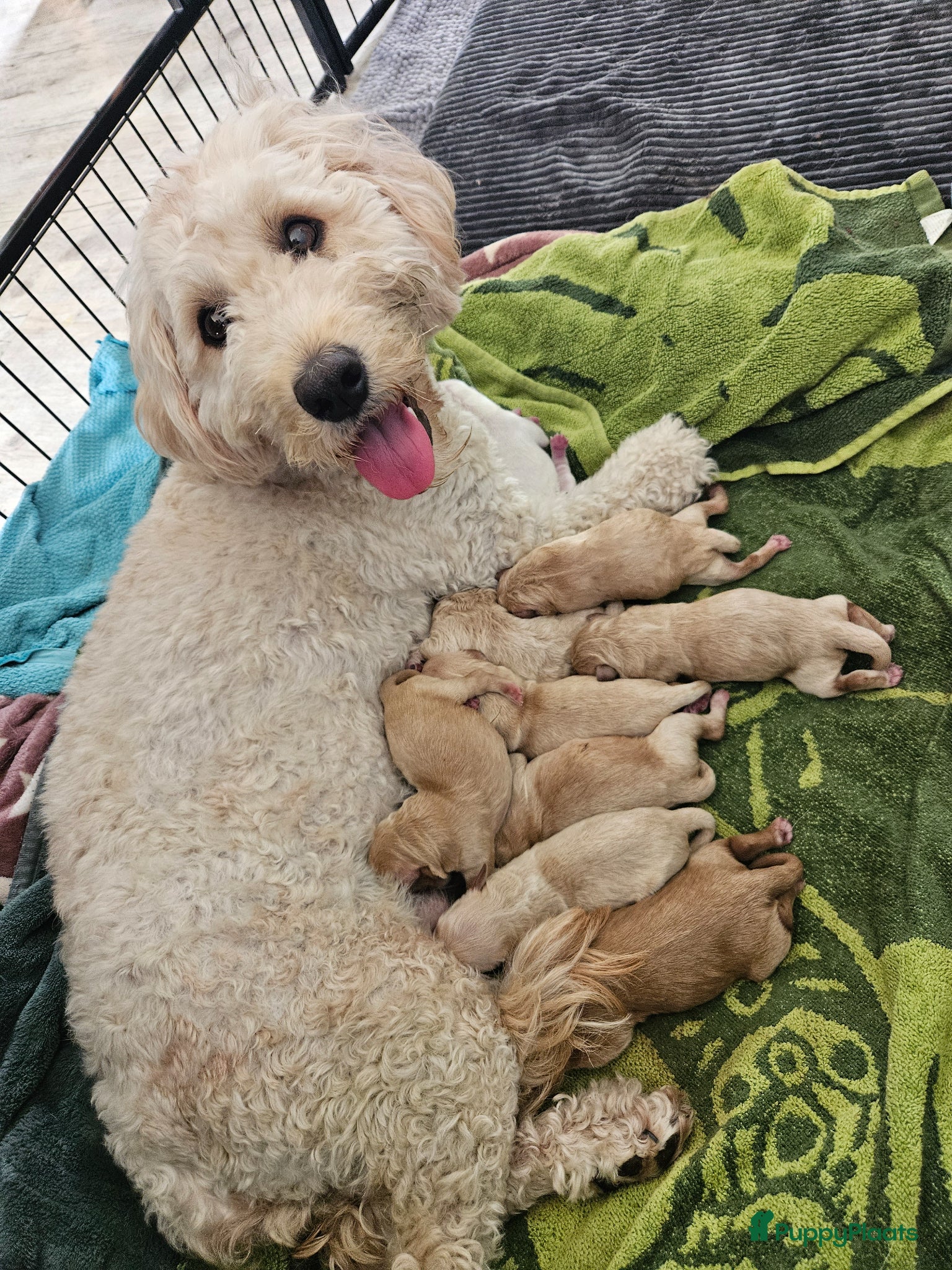 Kruising honden te koop: Prachtige mini doodle pups - Advertentie 11