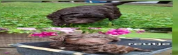 Labradoodle honden te koop: Labradoodle pups in 't Harde - Advertentie 8