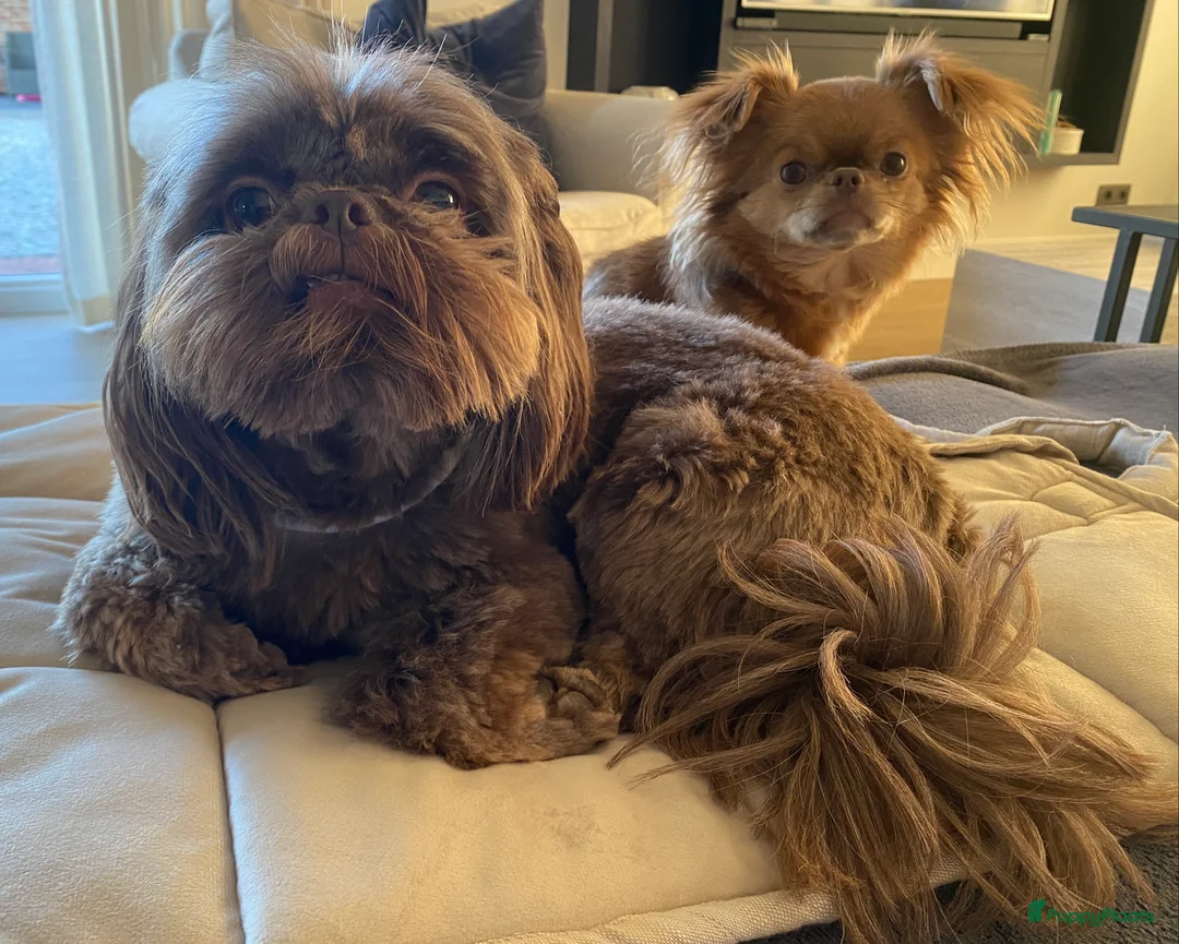 Shihpoo honden te koop: Prachtige choco Shihpoo’s te reserveren - Advertentie 5