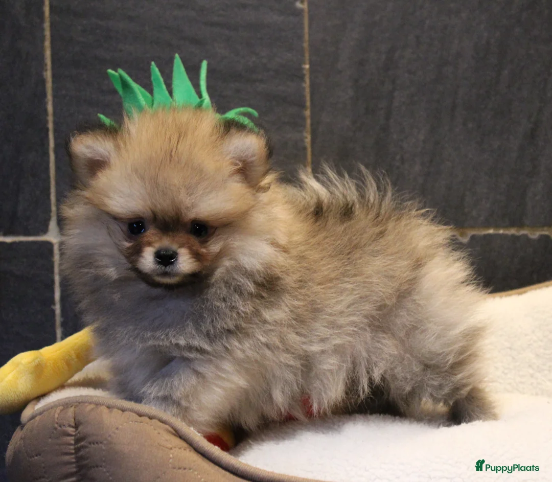 Pomeriaan honden te koop: Pomeriaan pups - Advertentie 20