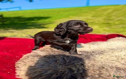 Duitse Staande Hond Langhaar honden te koop: Duitse Staande Langhaar pups - Afbeelding 7