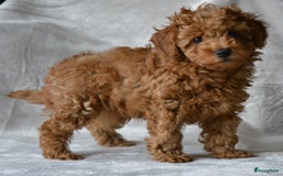 Poedel Toy honden te koop: Te koop Toy Poedels met FCI stamboom in Alblasserdam - Afbeelding 7