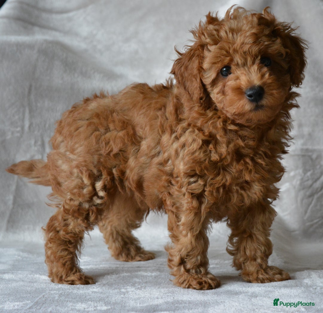 Poedel Toy honden te koop: Te koop Toy Poedels met FCI stamboom in Alblasserdam - Afbeelding 7